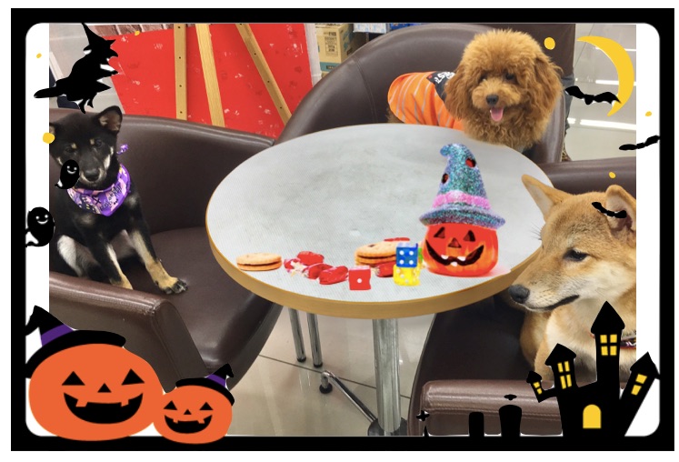 トリックオアトリート！ - ペットショップ マルワン大倉山 神奈川県横浜市港北区