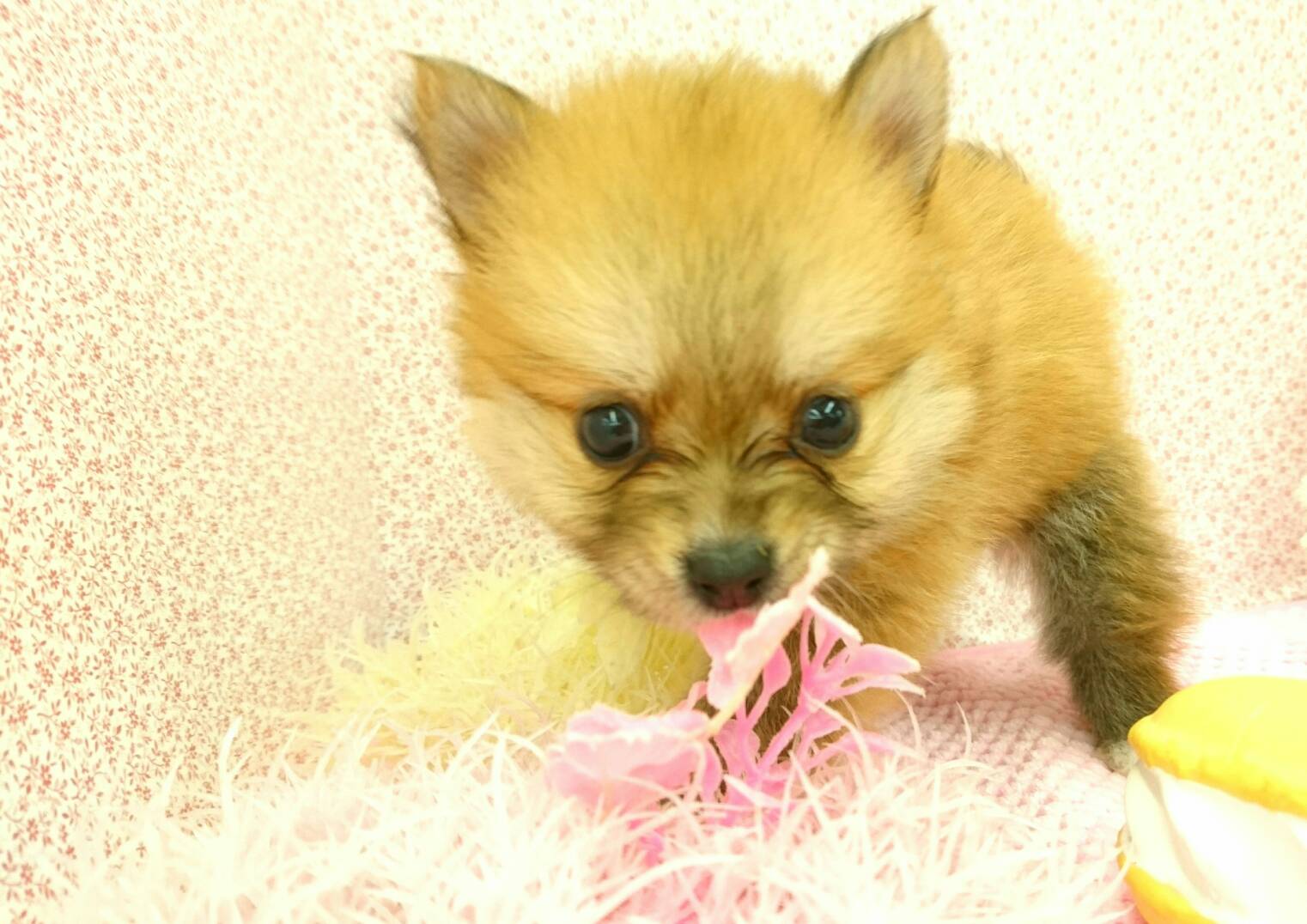 ポメラニアンの歴史 | ポメラニアン - ペットショップ マルワン鎌ヶ谷 千葉県鎌ヶ谷市北初富