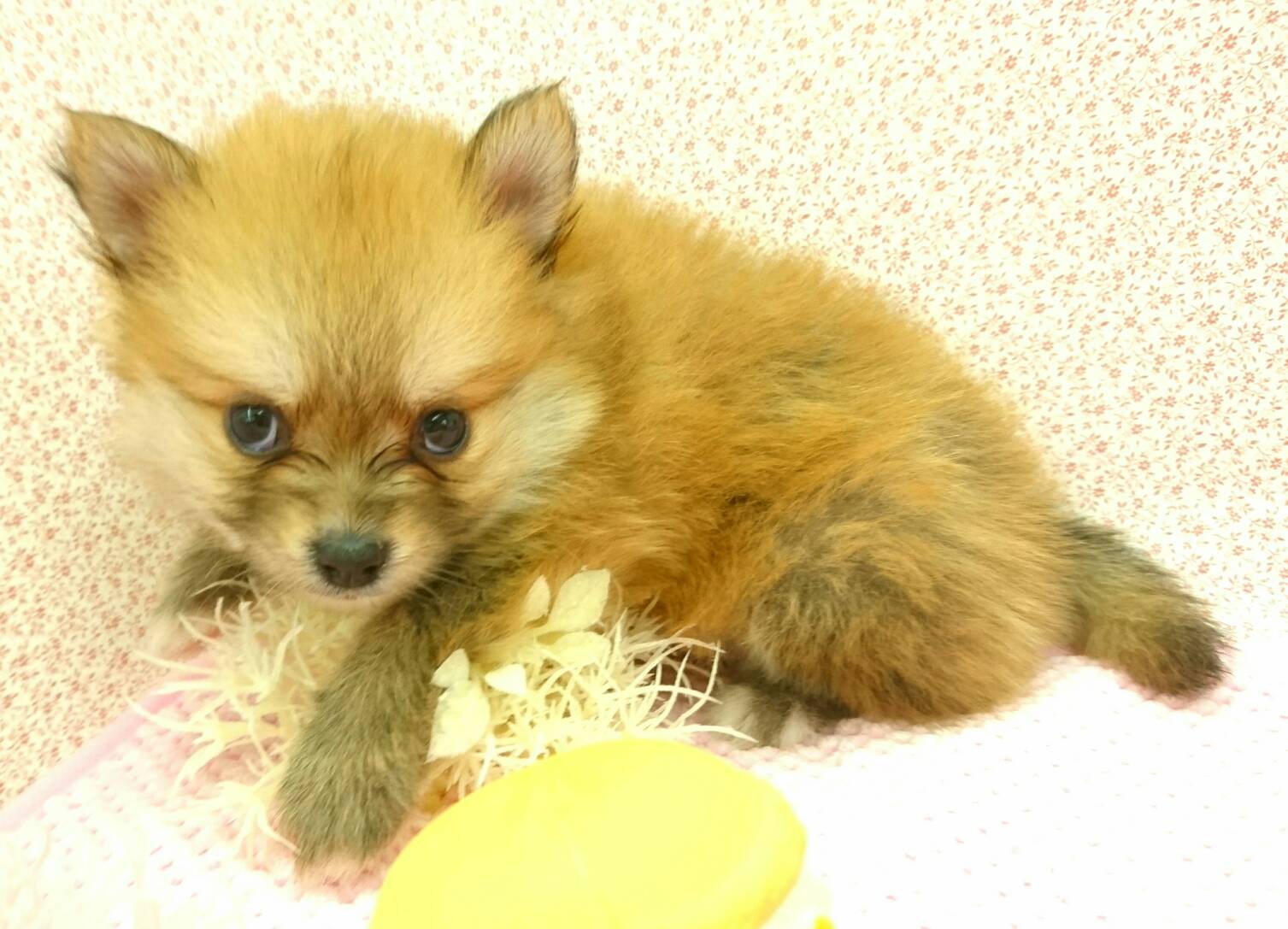 ポメラニアン - ペットショップ マルワン鎌ヶ谷 千葉県鎌ヶ谷市北初富