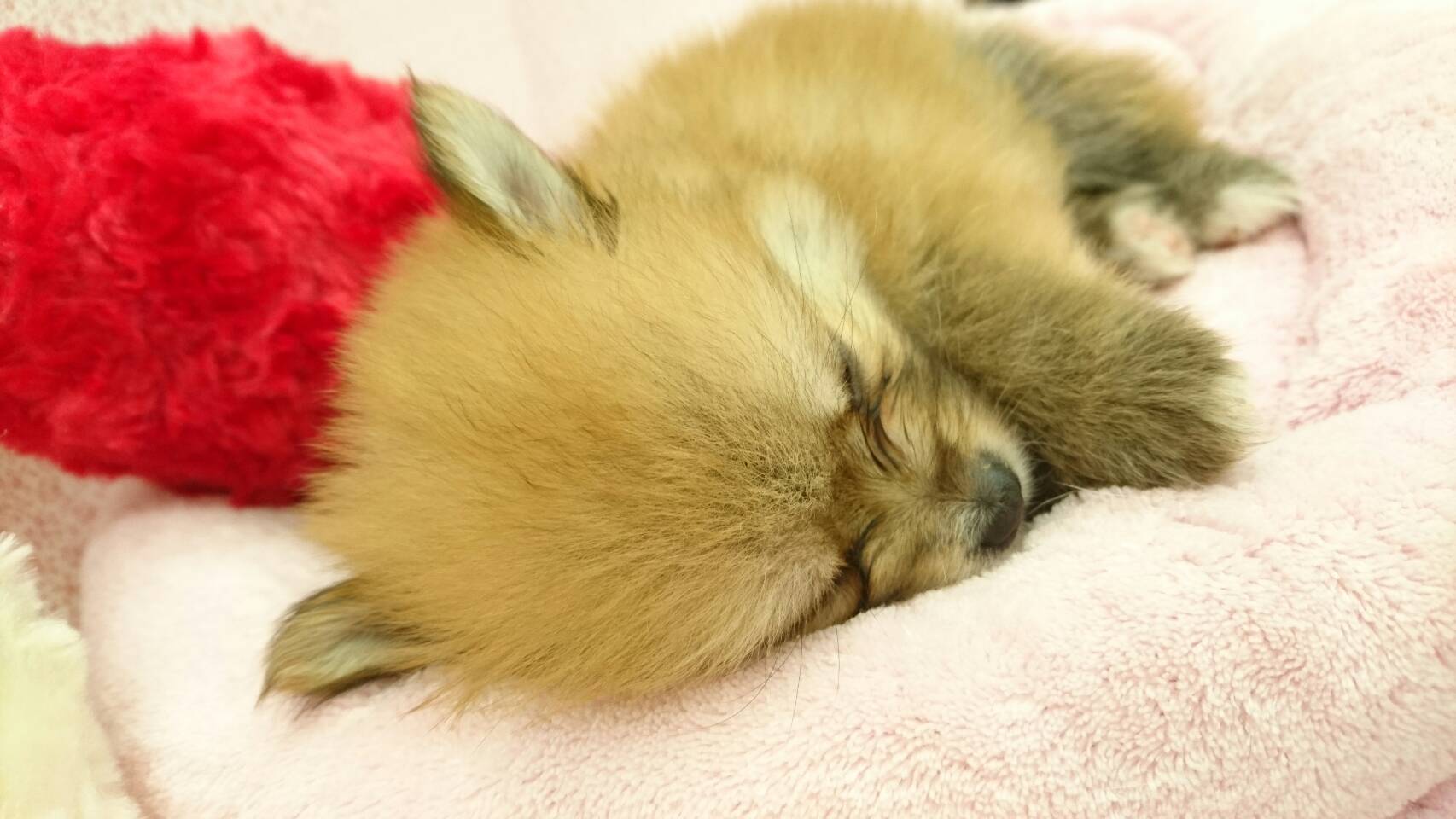 ポメラニアン - ペットショップ マルワン鎌ヶ谷 千葉県鎌ヶ谷市北初富