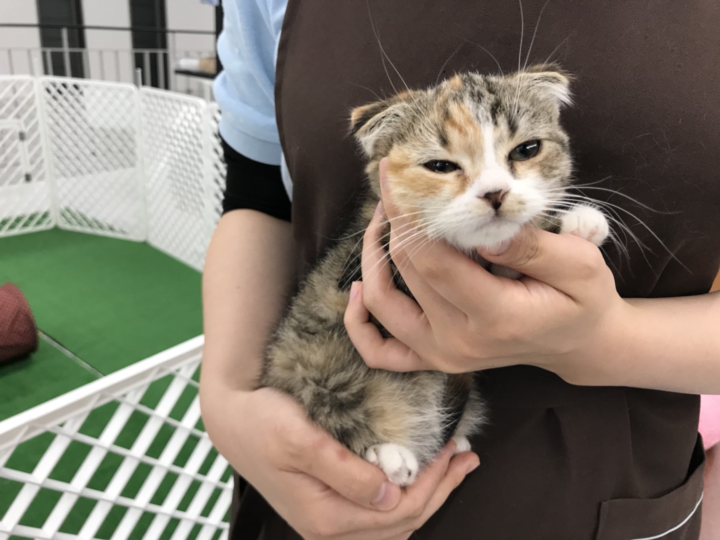 スコティッシュ・フォールド - ペットショップ マルワン東日暮里 東京都荒川区