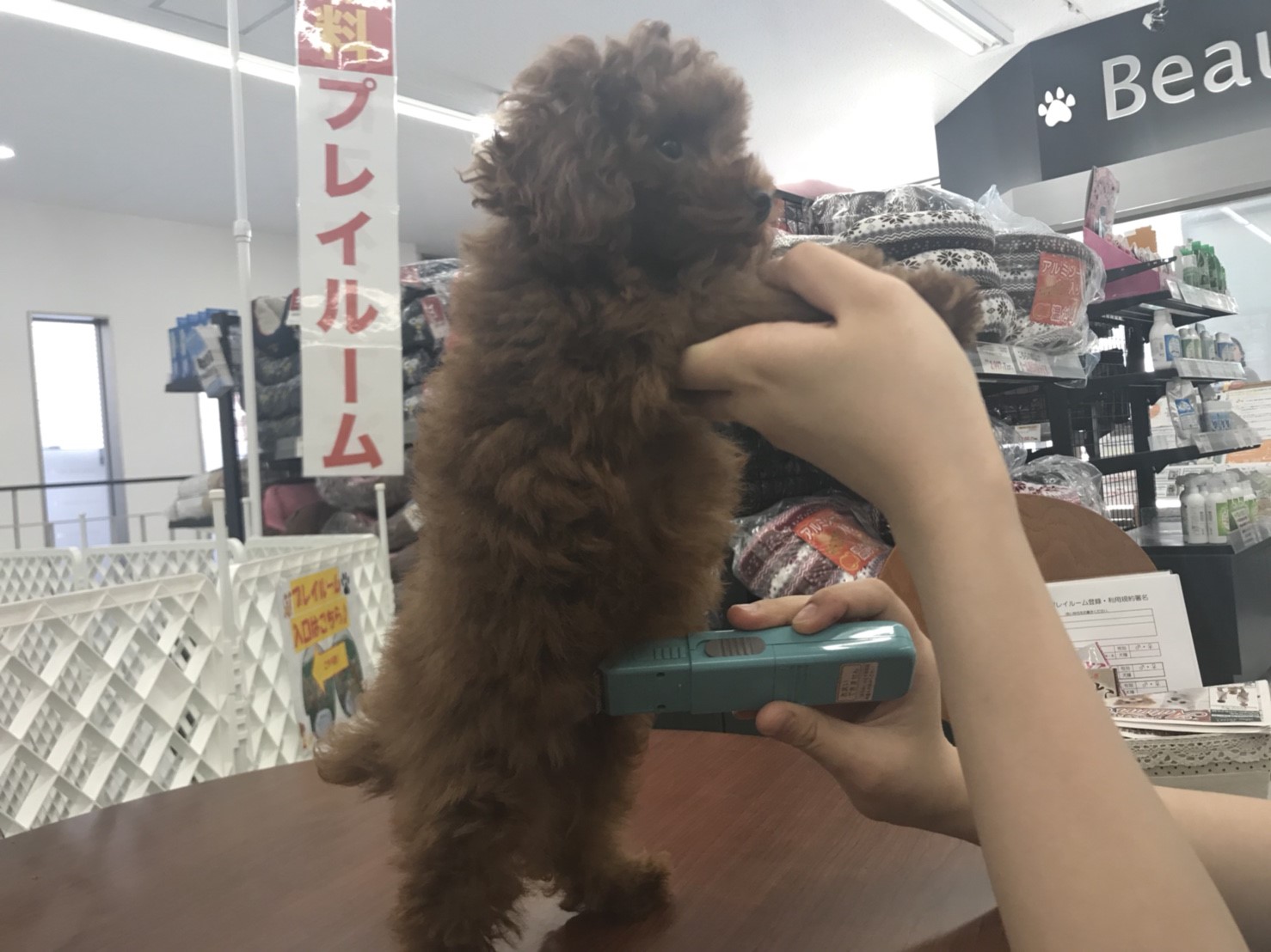 トイ・プードル - ペットショップ マルワン東日暮里 東京都荒川区