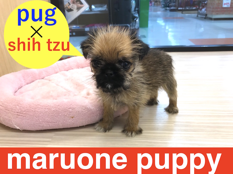 【MIX】ぶちゃ顔界の夢の共演！今宿店のマスコット犬・略してパズー！：今宿店オススメベイビー！No.120087