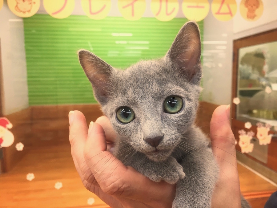 ロシアンブルー - ペットショップ マルワン下丸子 東京都大田区