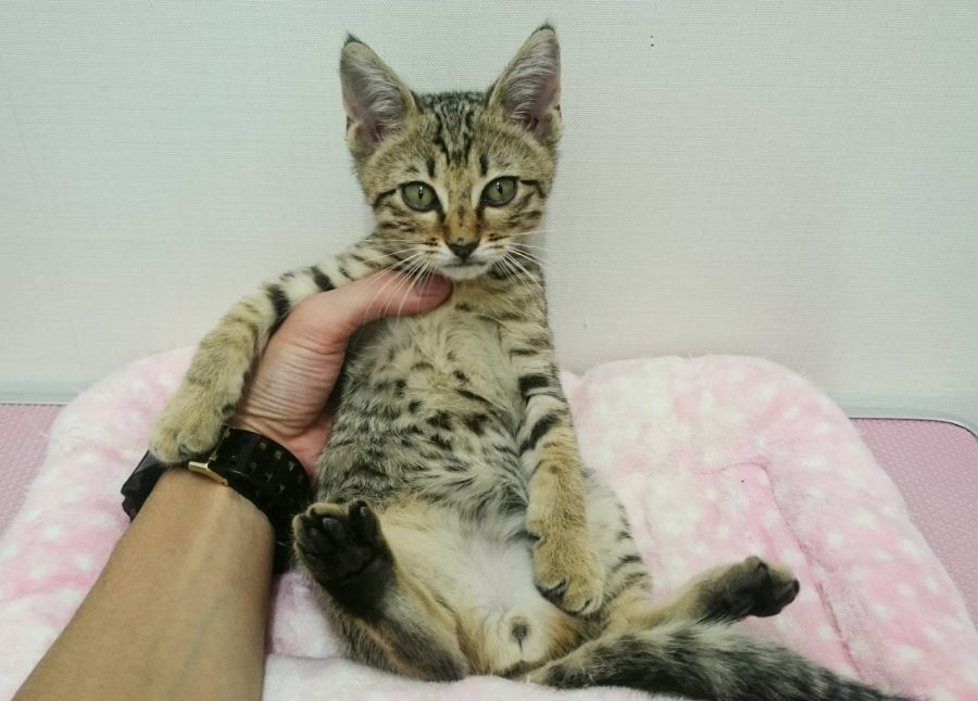 エジプシャンマウ - ペットショップ マルワン武蔵浦和 埼玉県