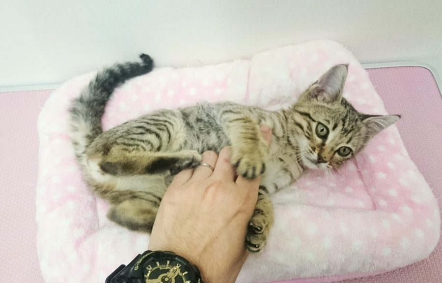 エジプシャンマウ - ペットショップ マルワン武蔵浦和 埼玉県