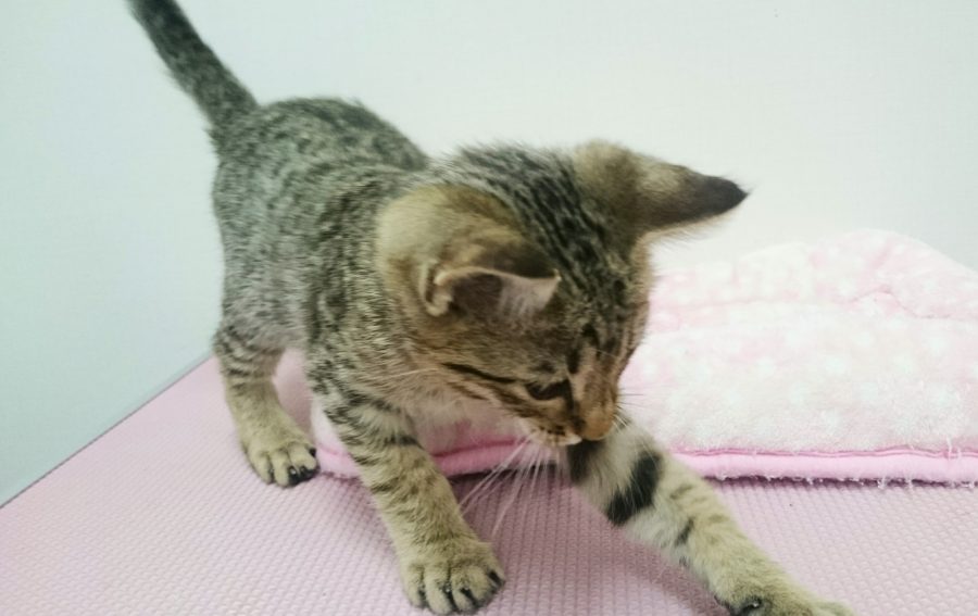 エジプシャンマウ - ペットショップ マルワン武蔵浦和 埼玉県