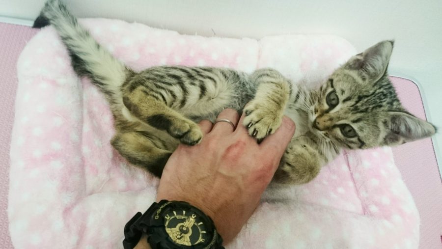エジプシャンマウ - ペットショップ マルワン武蔵浦和 埼玉県