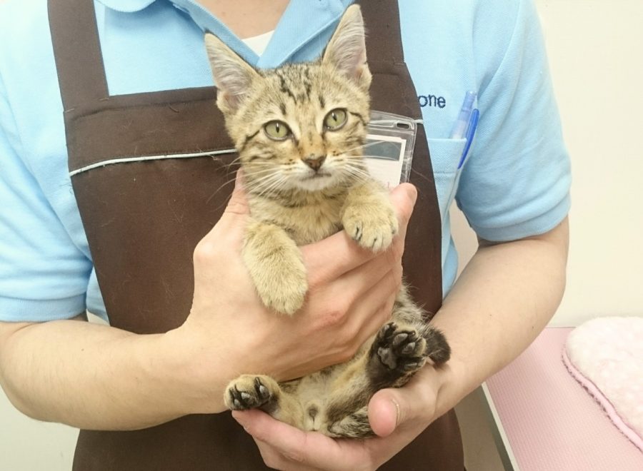 エジプシャンマウ - ペットショップ マルワン武蔵浦和 埼玉県