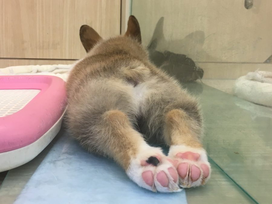 ウェルシュ・コーギー・ペンブローク - ペットショップ マルワン大倉山 神奈川県横浜市港北区