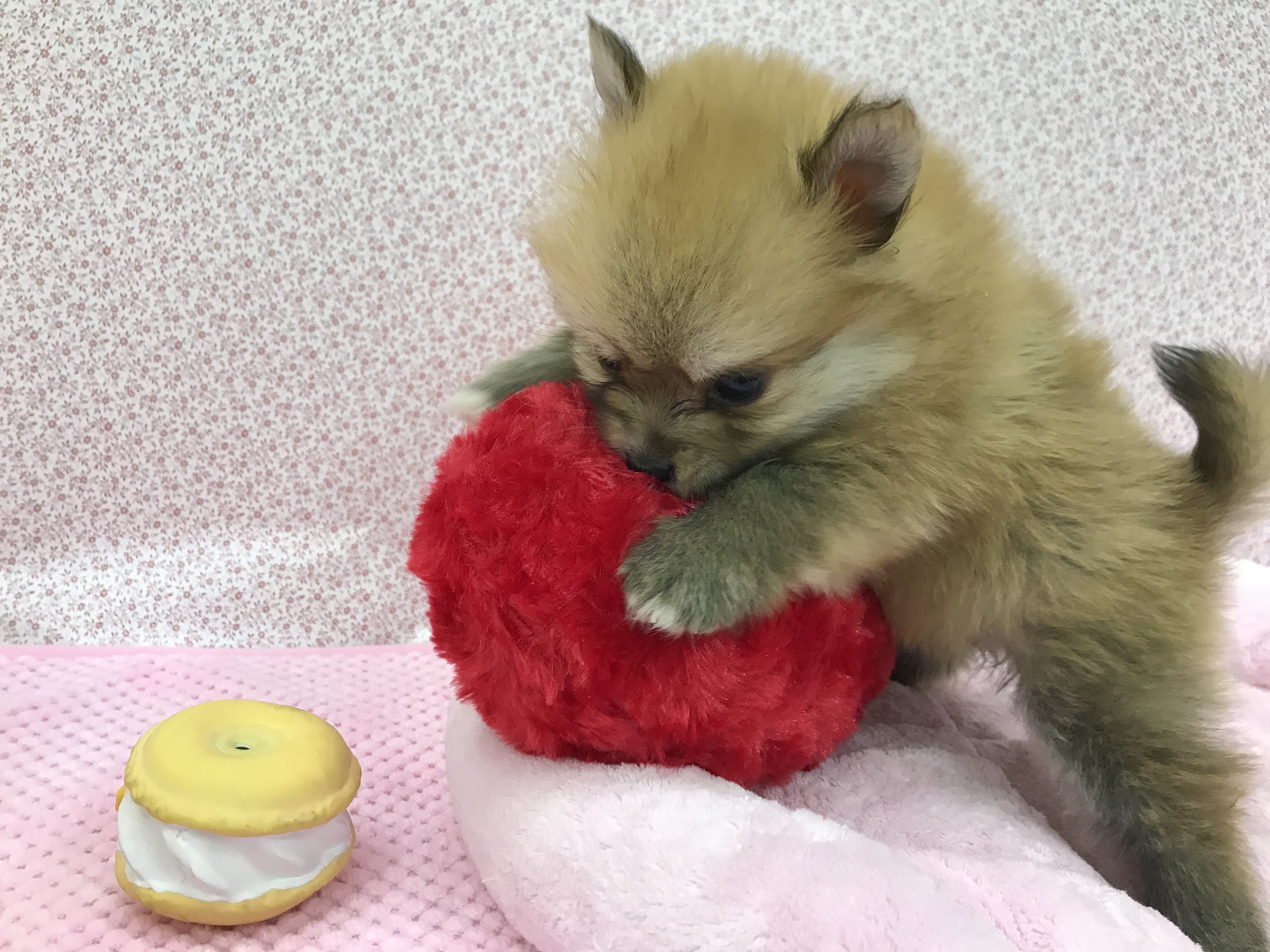 小さいけど好奇心旺盛 | ポメラニアン - ペットショップ マルワン鎌ヶ谷 千葉県鎌ヶ谷市北初富