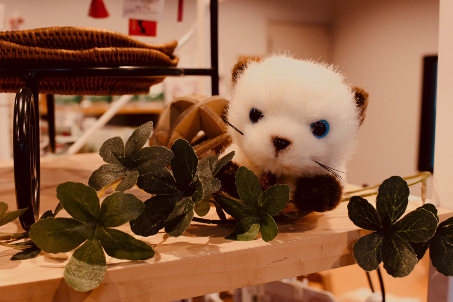 ペットショップ マルワン白楽 神奈川県横浜市 | 【店舗レビュー】リニューアルオープン！ぬくもりのある空間『新』マルワン白楽店へようこそ♪