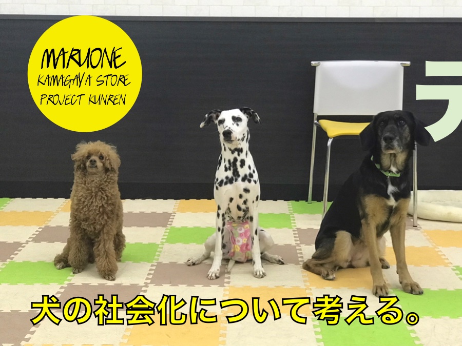 【わんこのしつけ】犬の社会化について考える★購入特典パピーパーティー無料参加券あり★：鎌ヶ谷店　PROJECTKUNREN Vol.10