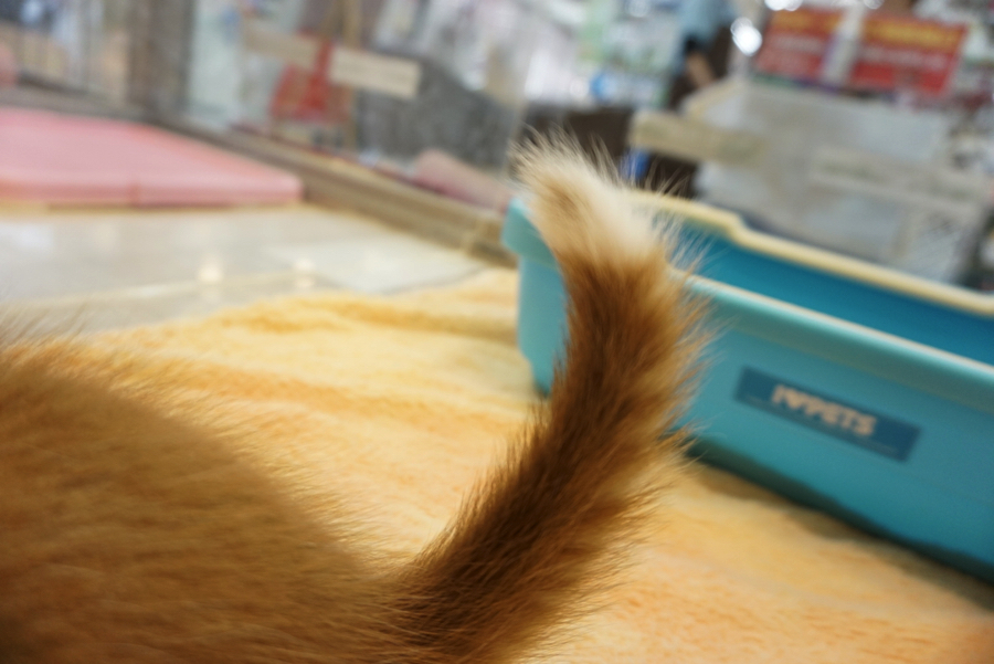 マンチカン - ペットショップ マルワン大倉山 神奈川県横浜市港北区