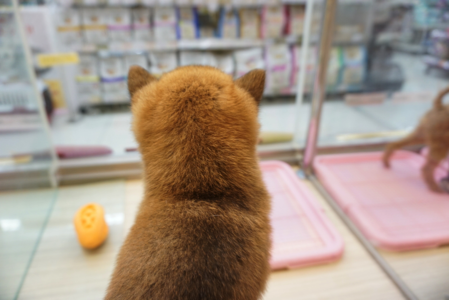 柴犬 - ペットショップ マルワン大倉山 神奈川県横浜市港北区