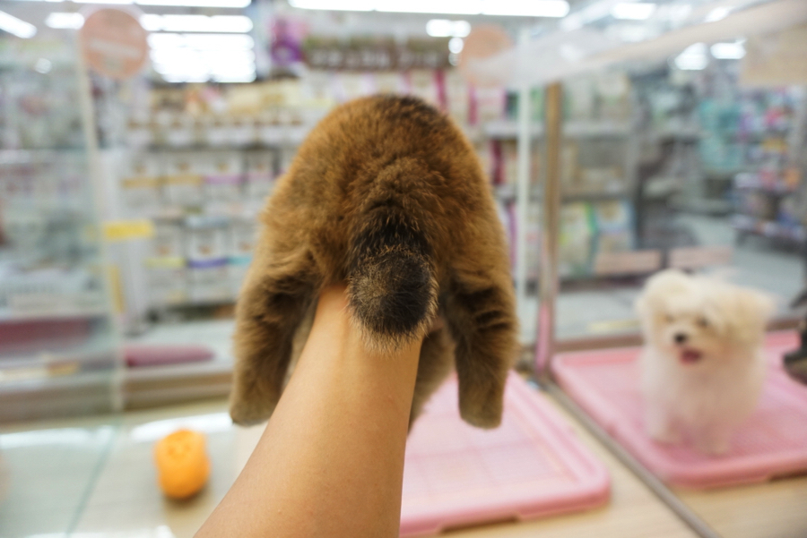 柴犬 - ペットショップ マルワン大倉山 神奈川県横浜市港北区