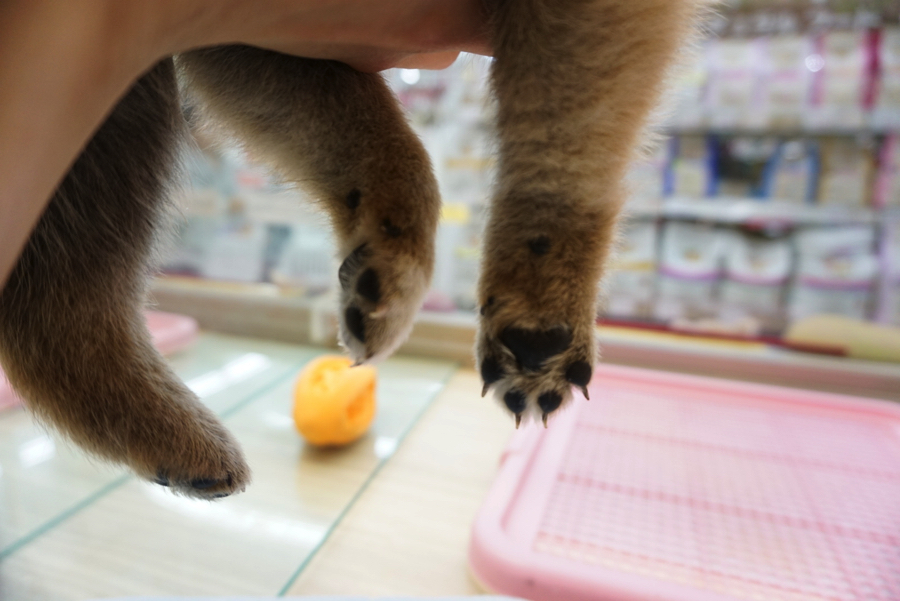 柴犬 - ペットショップ マルワン大倉山 神奈川県横浜市港北区