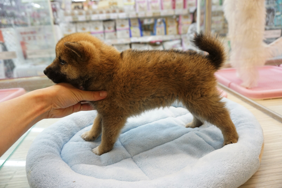柴犬 - ペットショップ マルワン大倉山 神奈川県横浜市港北区