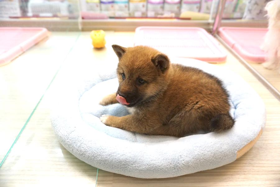 柴犬 - ペットショップ マルワン大倉山 神奈川県横浜市港北区