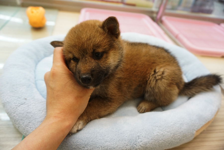 柴犬 - ペットショップ マルワン大倉山 神奈川県横浜市港北区