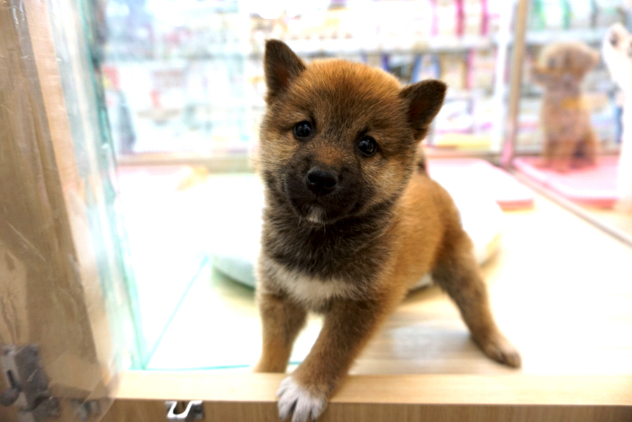柴犬 - ペットショップ マルワン大倉山 神奈川県横浜市港北区