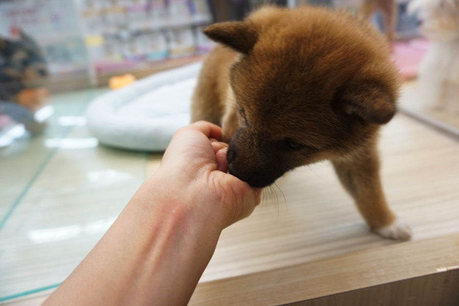 柴犬 - ペットショップ マルワン大倉山 神奈川県横浜市港北区