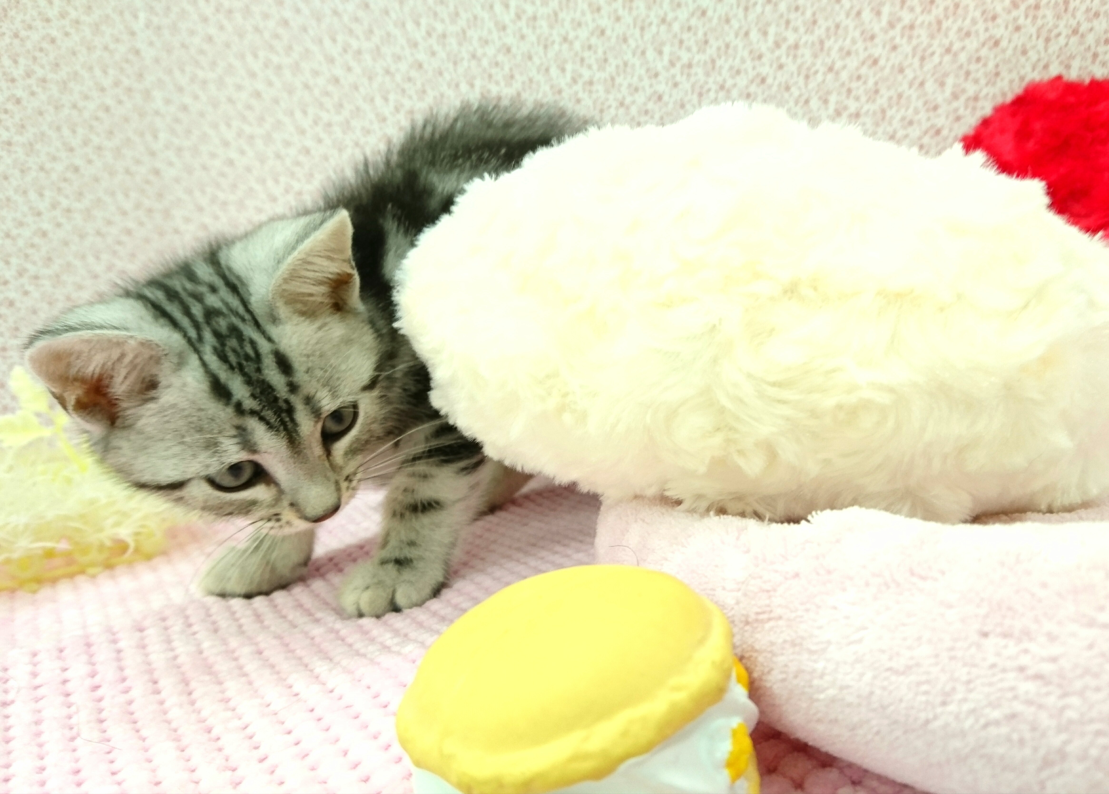 アメリカンショートヘア - ペットショップ マルワン鎌ヶ谷 千葉県鎌ヶ谷市