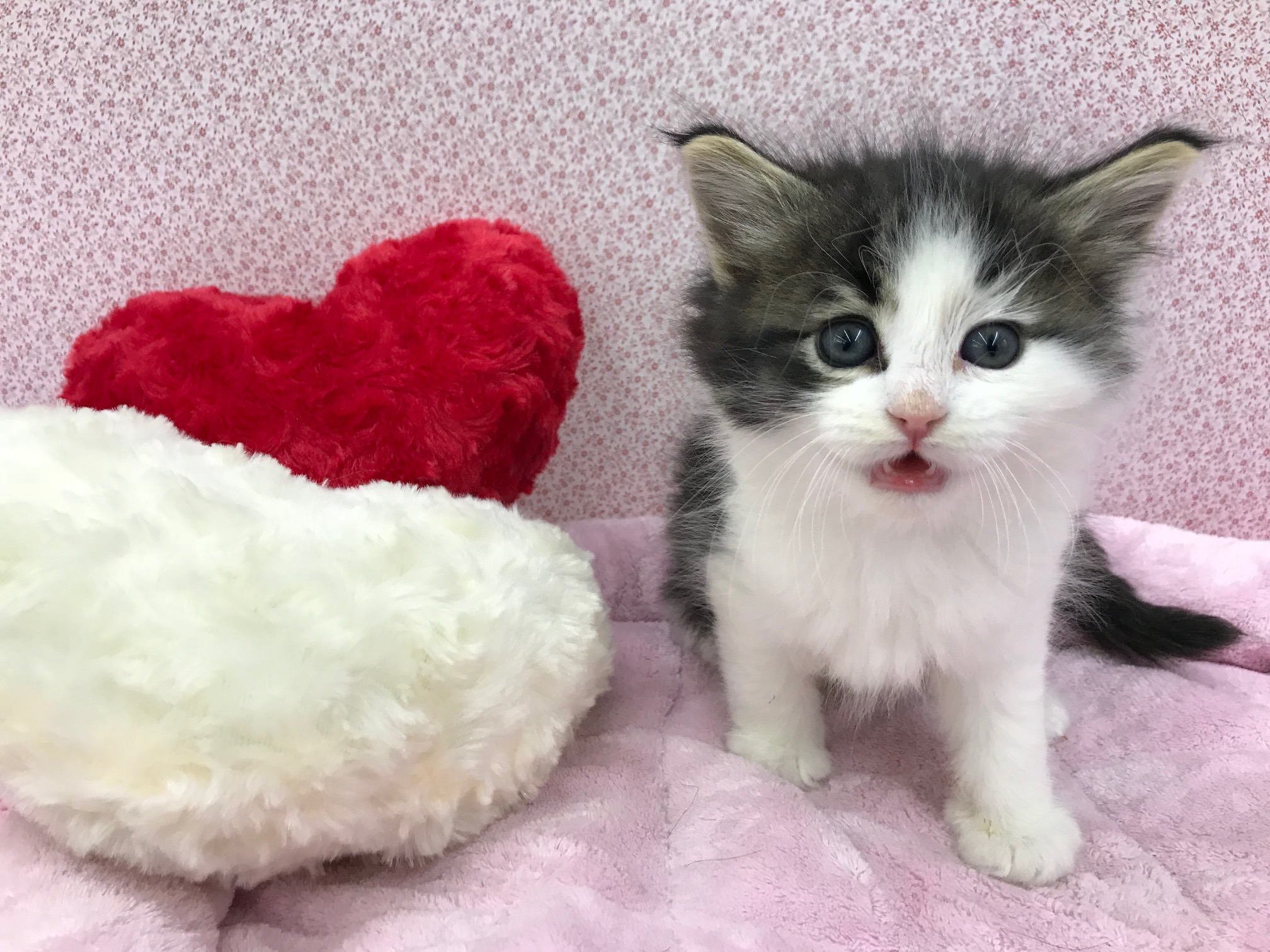 ノルウェージャンフォレストキャット - ペットショップ マルワン鎌ヶ谷 千葉県鎌ヶ谷市北初富