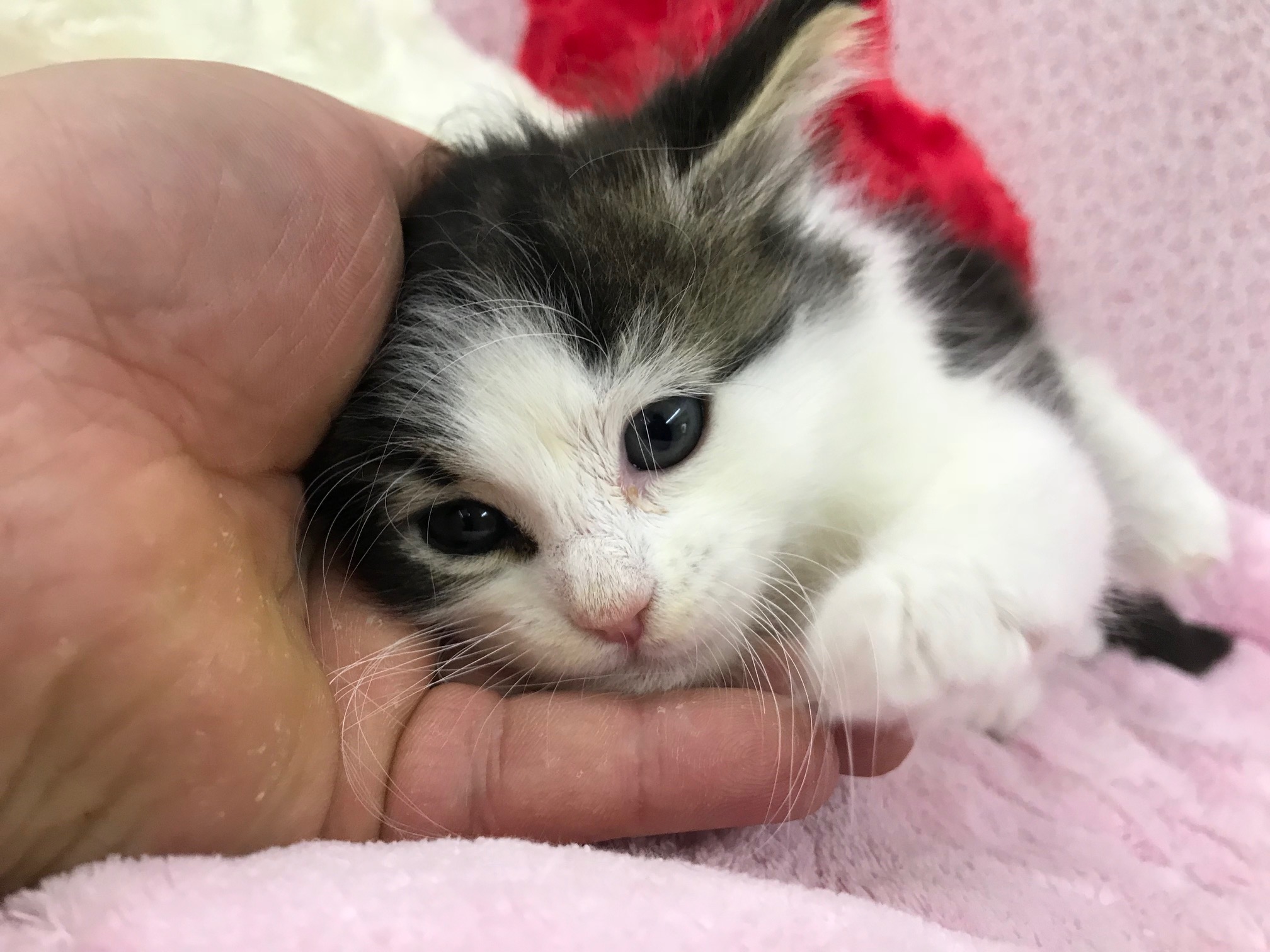 ノルウェージャンフォレストキャット - ペットショップ マルワン鎌ヶ谷 千葉県鎌ヶ谷市北初富