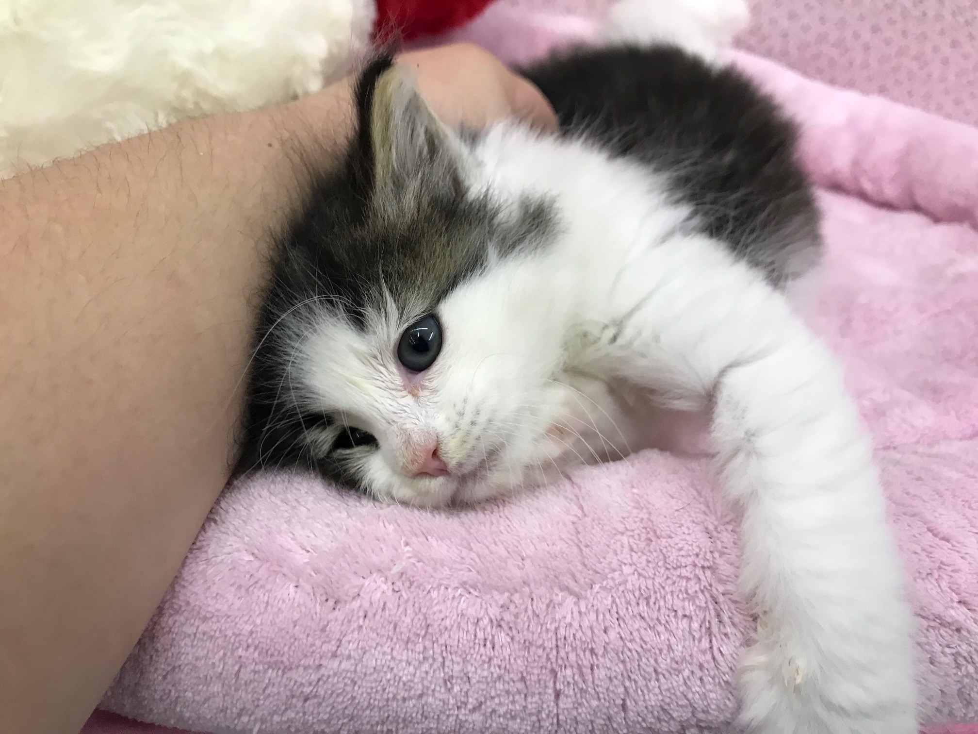 ノルウェージャンフォレストキャット - ペットショップ マルワン鎌ヶ谷 千葉県鎌ヶ谷市北初富