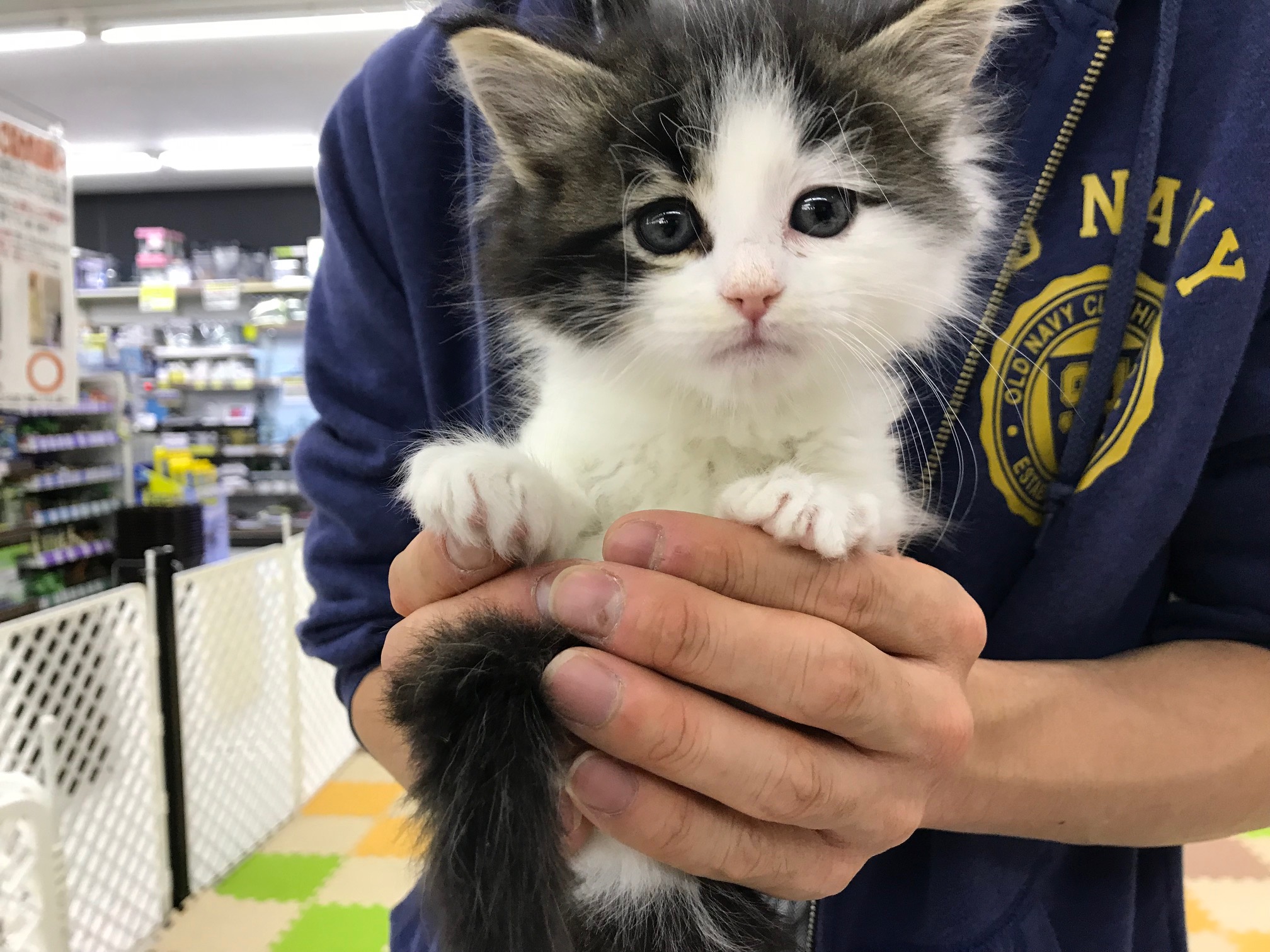 ノルウェージャンフォレストキャット - ペットショップ マルワン鎌ヶ谷 千葉県鎌ヶ谷市北初富