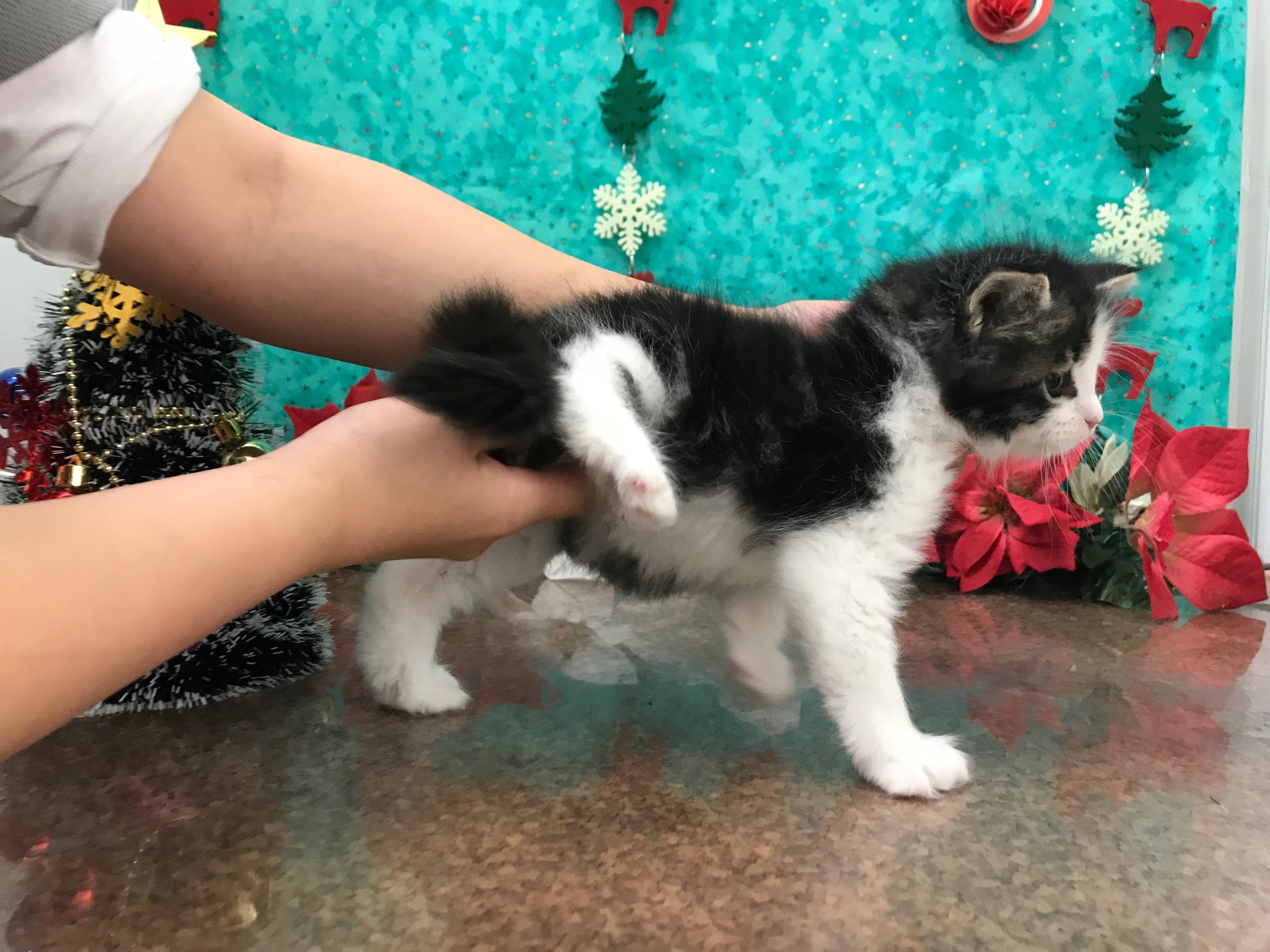 ノルウェージャンフォレストキャット - ペットショップ マルワン鎌ヶ谷 千葉県鎌ヶ谷市北初富