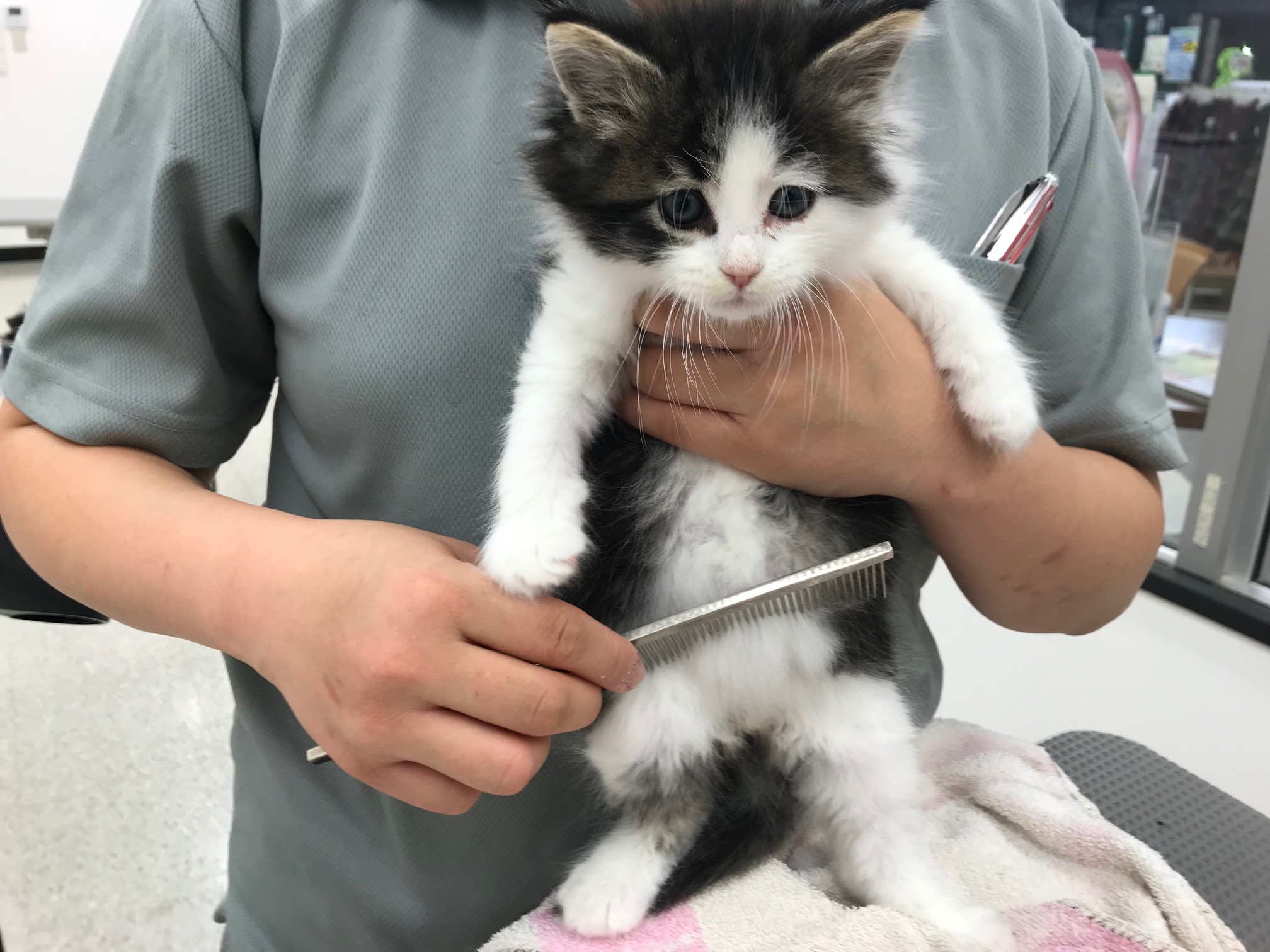 ノルウェージャンフォレストキャット - ペットショップ マルワン鎌ヶ谷 千葉県鎌ヶ谷市北初富