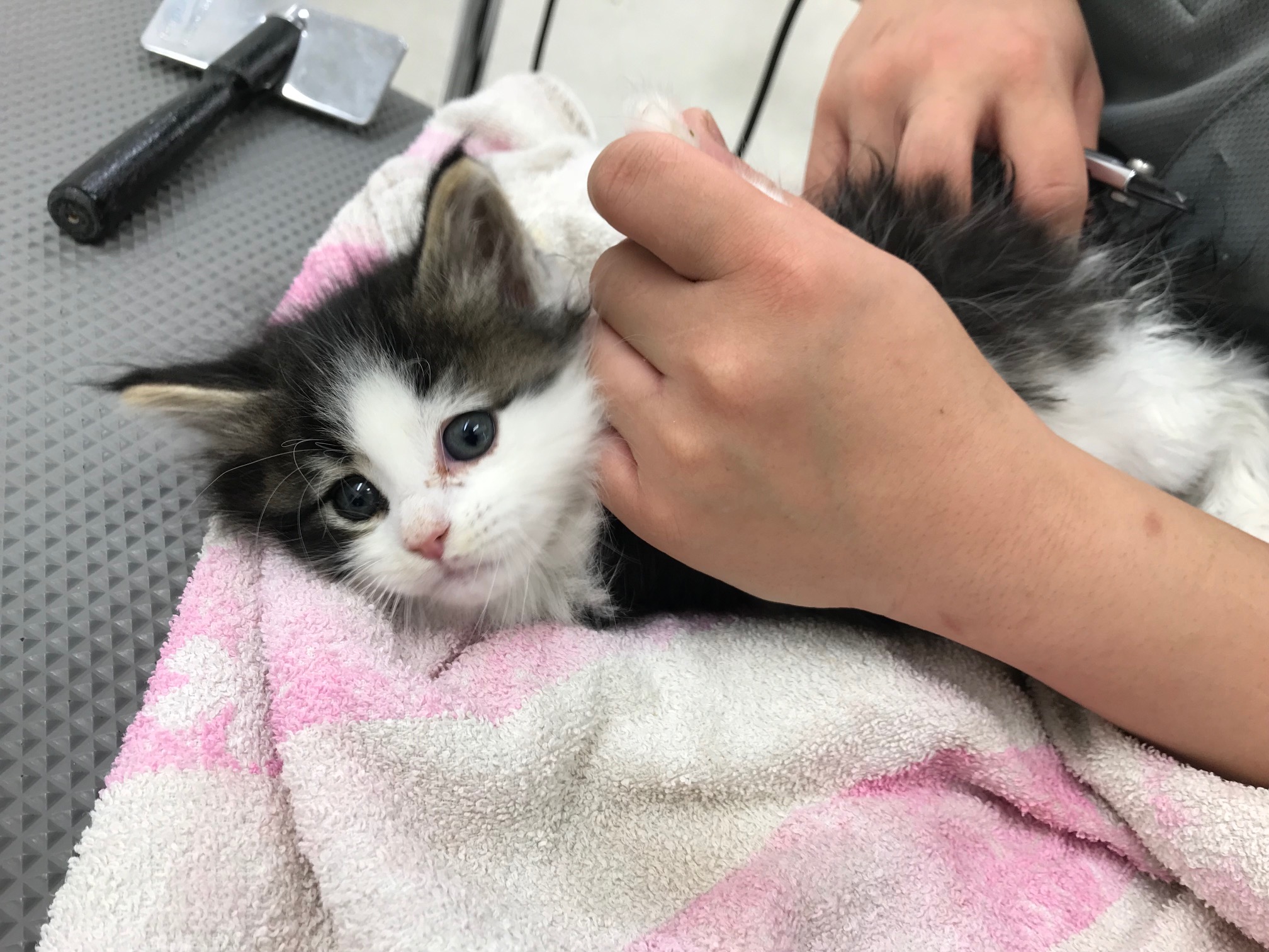 ノルウェージャンフォレストキャット - ペットショップ マルワン鎌ヶ谷 千葉県鎌ヶ谷市北初富