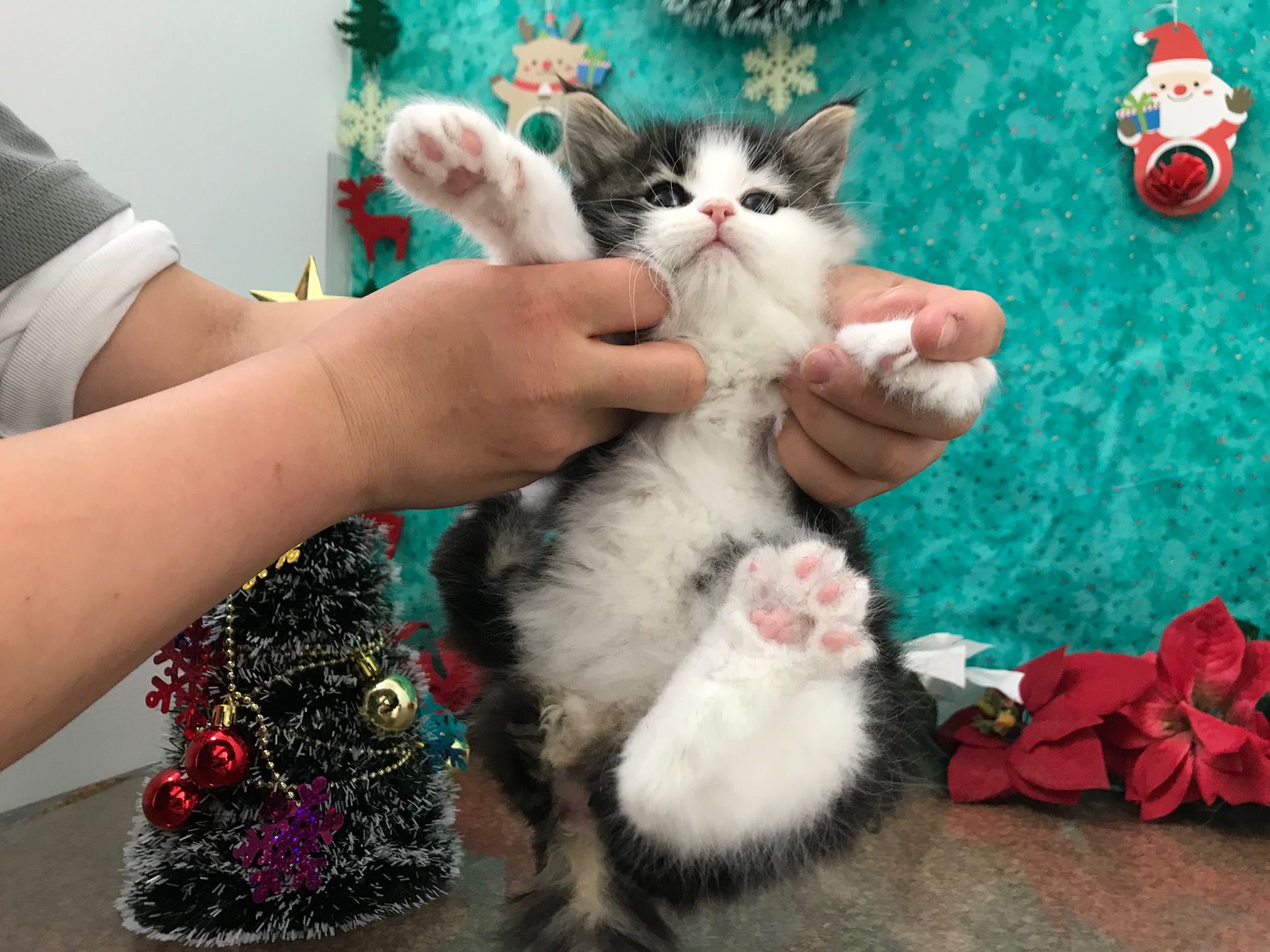 ノルウェージャンフォレストキャット - ペットショップ マルワン鎌ヶ谷 千葉県鎌ヶ谷市北初富