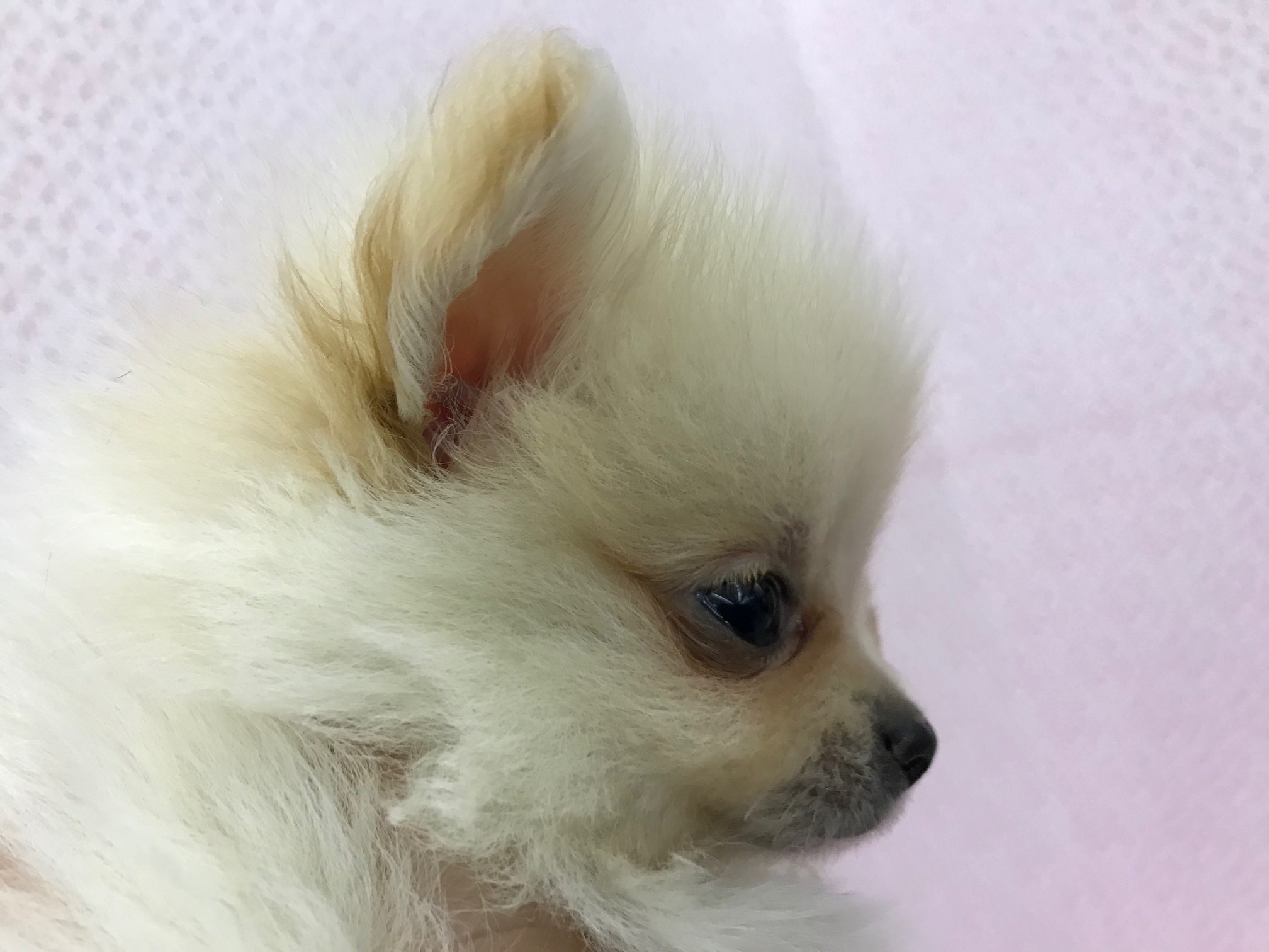 ポメラニアン - ペットショップ マルワン鎌ヶ谷 千葉県鎌ヶ谷市北初富