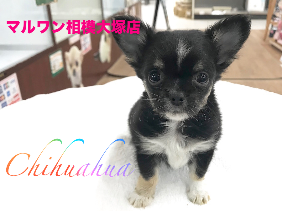 【チワワ（ロングコート）】クリスマスの申し子！？ポイントは胸の十字架！：マルワン相模大塚店Pick UpベイビーNo.814421