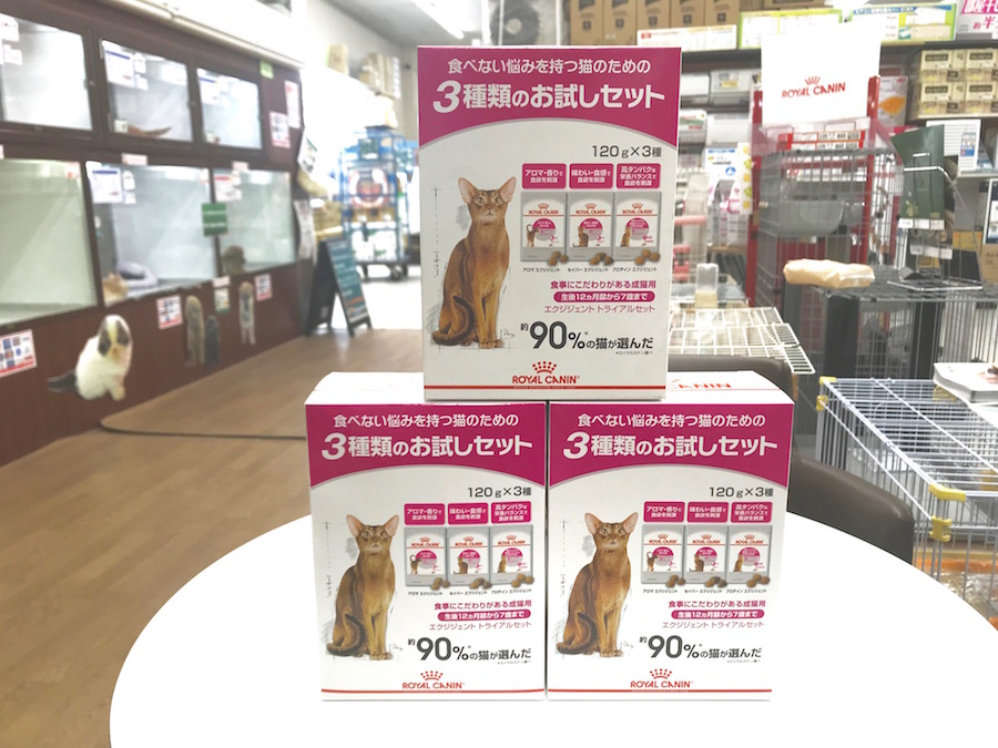 ロイヤルカナン「エクシジェントシリーズ」 | アメリカンショートヘア - ペットショップ マルワン相模大塚 神奈川県大和市