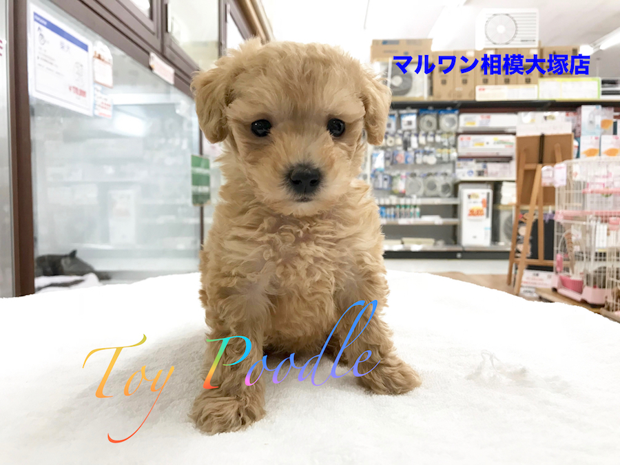 【トイ・プードル】イケメン&お利口さんのプンプンくん♪プードルの情報も満載★：相模大塚店Pick UpベイビーNo.814418