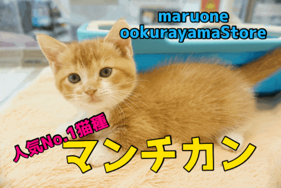 【マンチカン】短足！丸顔！甘えん坊！最高ポテンシャル満載のスーパーベイビー!：大倉山店PICKUPベイビーNo.6130633