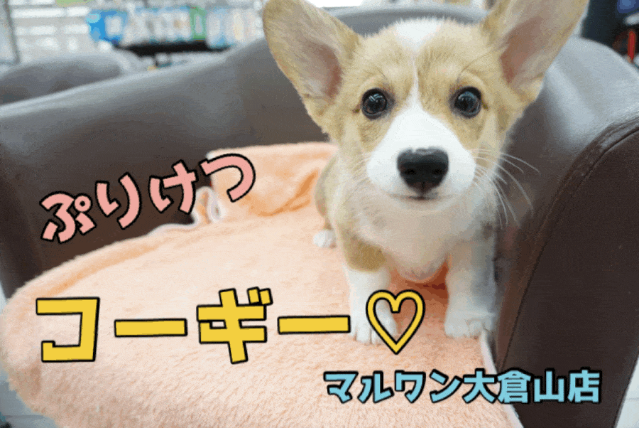 【コーギー】ぷりぷりなお尻に大発狂♥お尻好きは大倉山店に集まれぇ!桃尻コーギーちゃま♥大倉山店PICKUPベイビーNo.6130635