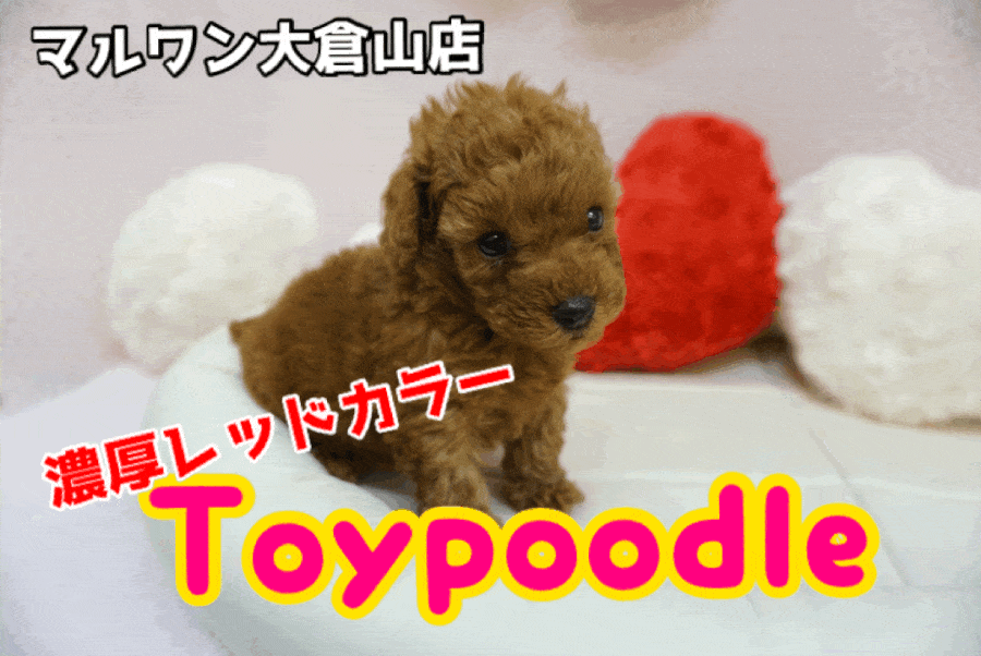 【トイ・プードル】超濃厚レッドカラーのトイ・プードルちゃん!寒い冬は、太陽の様な元気娘と温まろう♪大倉山店PICKUPベイビーNo.6130637