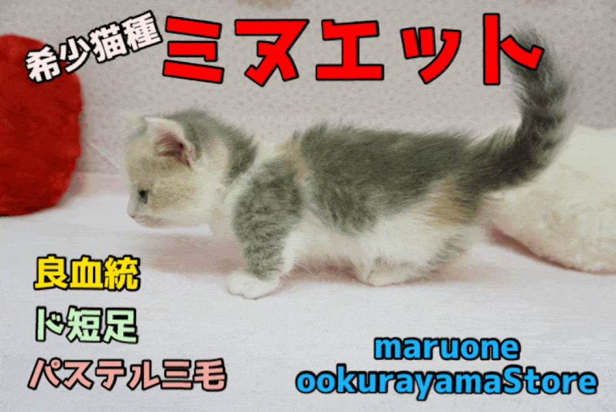 【ミヌエット】その美しさは神話の世界! 猫界の美の女神が現代に蘇る!超激レア猫様!ミヌエット様♥大倉山店イチオシPICKUPベイビーNo.6130636