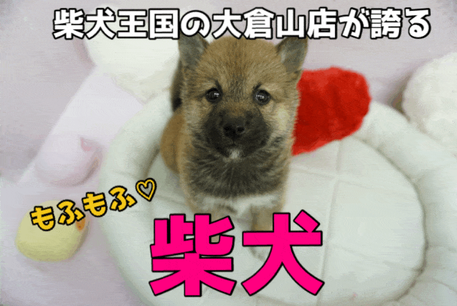 【柴犬】潤んだ瞳は日本の宝物!!フレンドリー柴犬は大倉山店にお任せっ♥こぐまフェイスのむちっと赤柴君!：大倉山店PICKUPベイビーNo.6130639