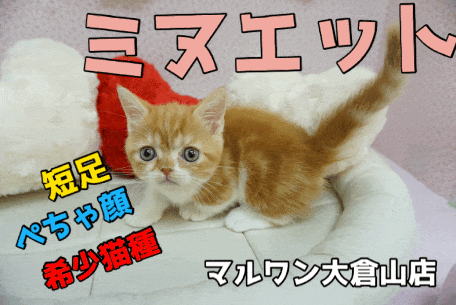 【ミヌエット】ペチャ顔好きには堪らないスーパーハイブリッド猫種のミヌエット!人懐っこさピカ☆イチ!：大倉山店PICKUPベイビーNo.6130642