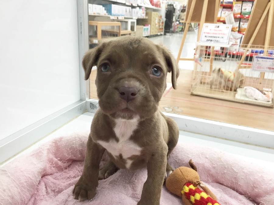 アメリカン・ピット・ブル・テリア | 【愛犬物語】相模大塚店スタッフの愛犬物語を公開！〜菊池＆アリシア編〜