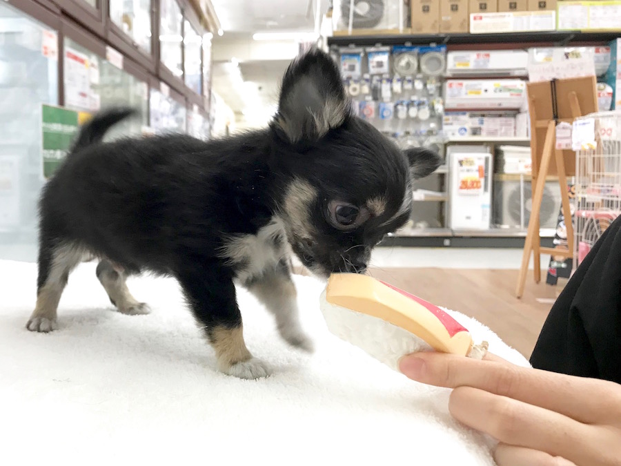 チワワ（ロングコート） - ペットショップ マルワン相模大塚 神奈川県大和市