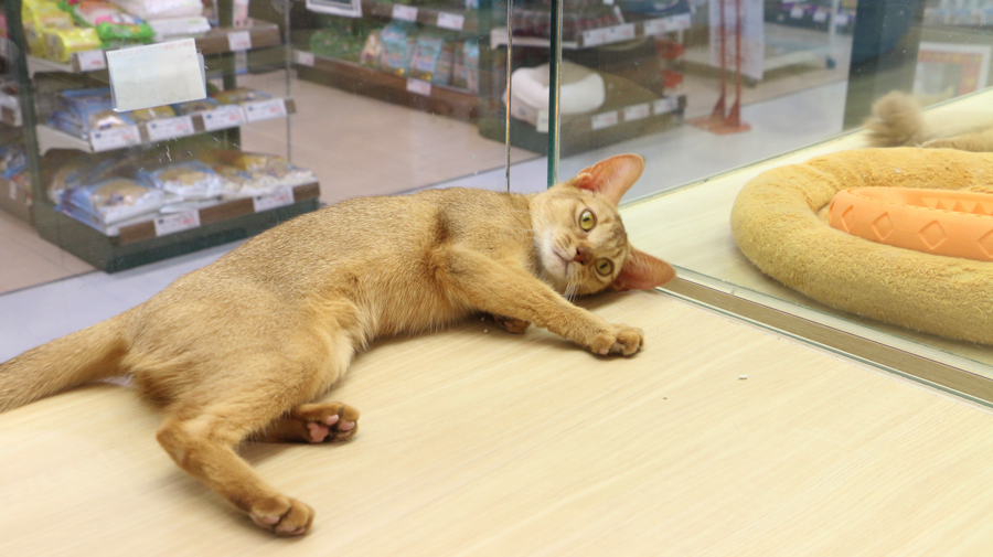 アビシニアン - ペットショップ マルワン梅島 東京都足立区