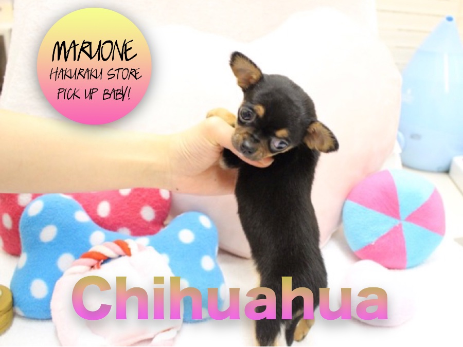 【チワワ（スムースコート）】この犬種なーんだ？愛くるしいスムチーちゃんがやってきた！：白楽店PICK UPベイビー！No.11523