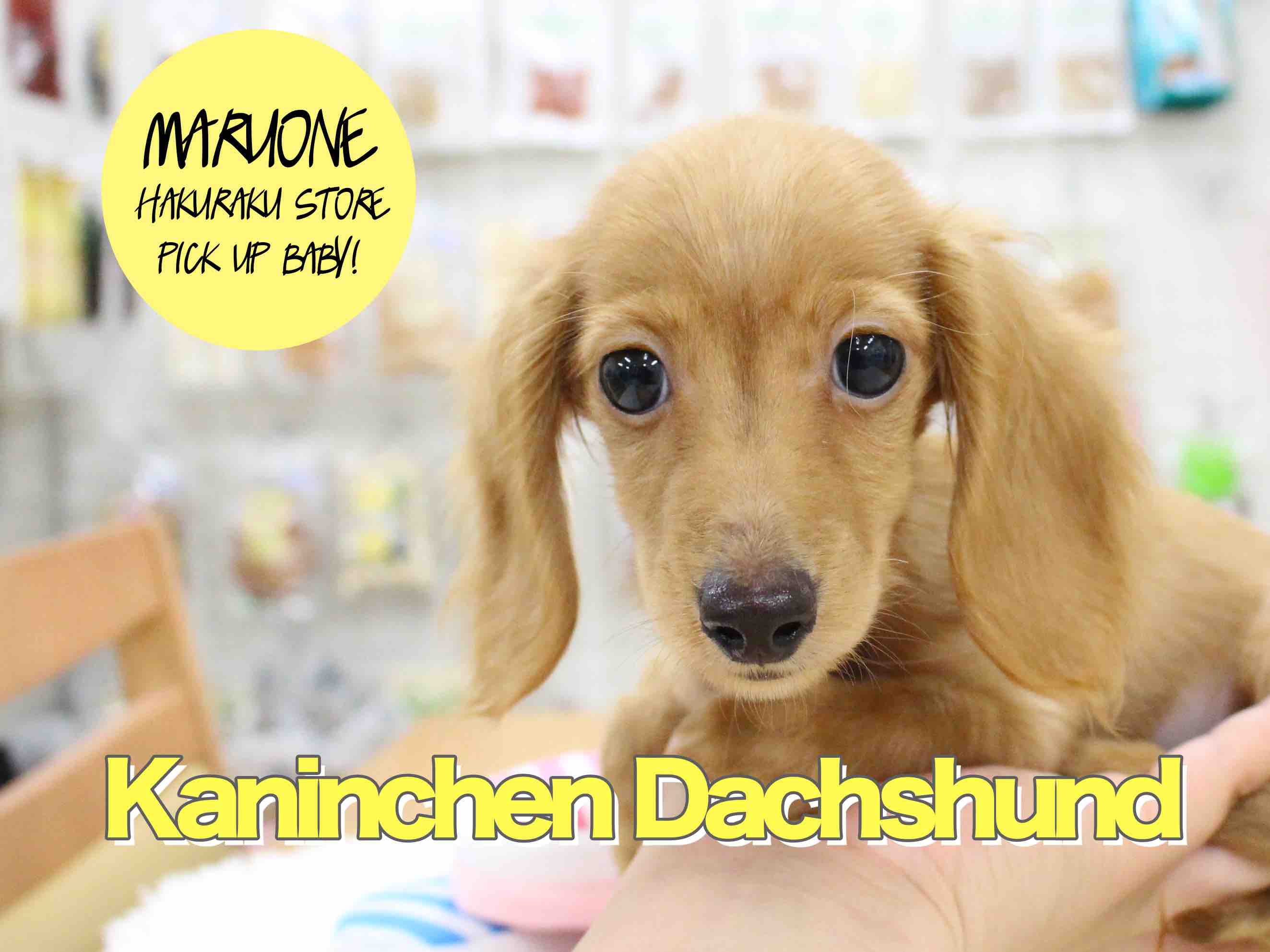 【カニンヘン・ダックスフント】ママの素晴らしいDNAを引き継いだスペシャルダックス！：白楽店ピックアップベイビー！No.11516